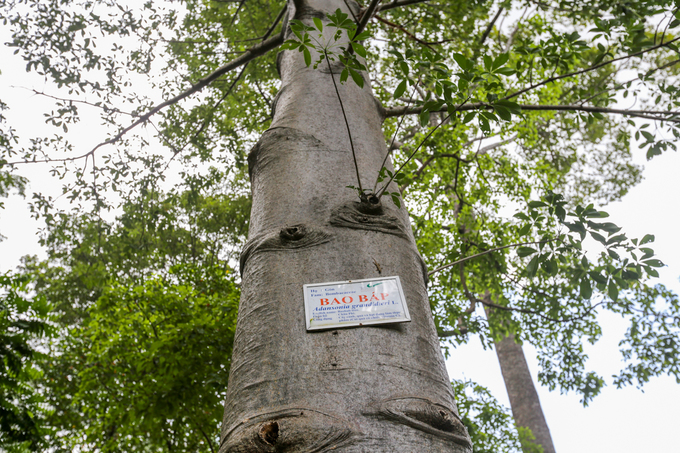 Cây[-]bao[-]báp[-]lâu[-]đời[-]nhất[-]Sài[-]Gòn[-]vào[-]mùa[-]nở[-]hoa